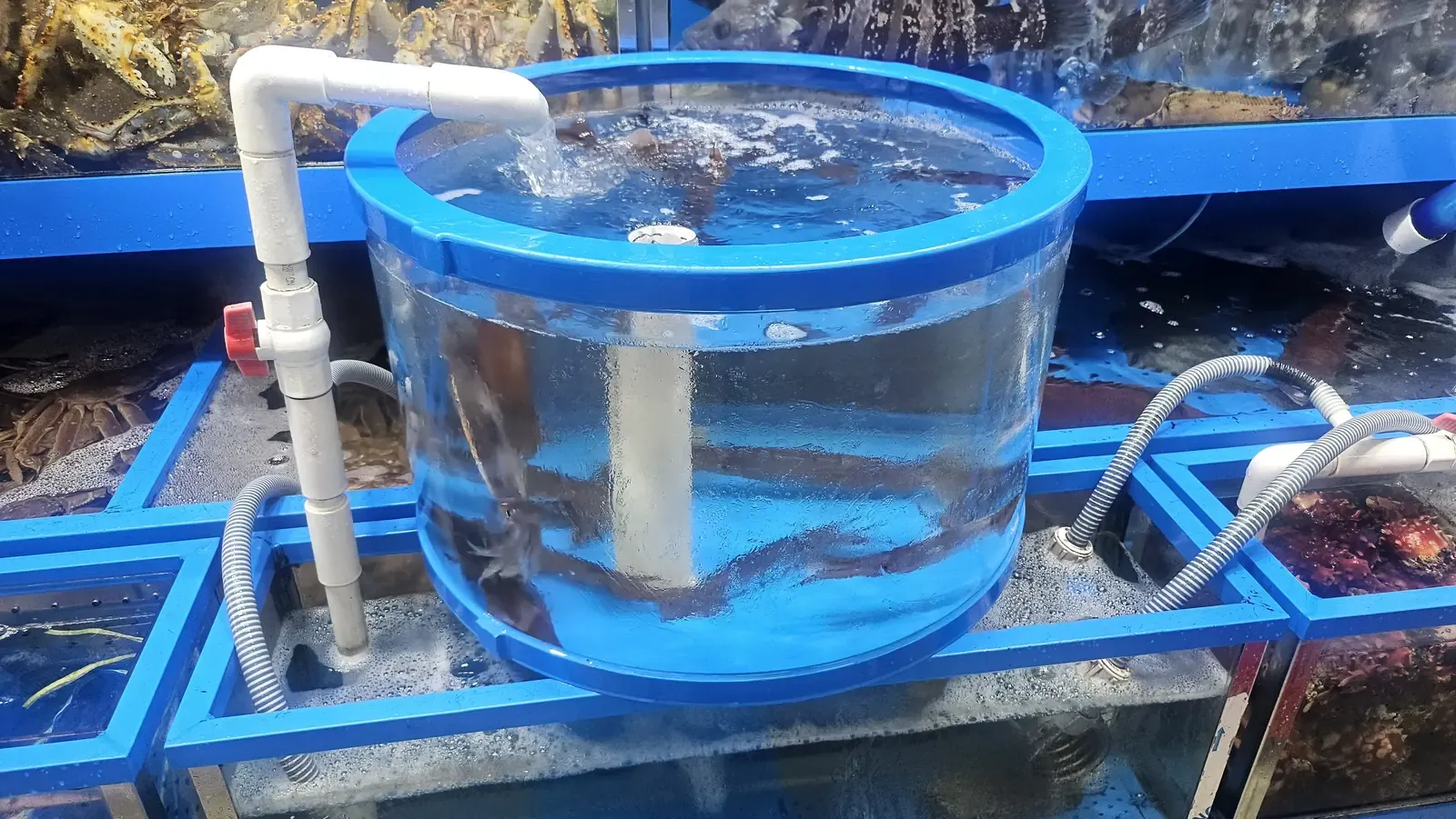 A round holding tank of running water with live fish at a market stall