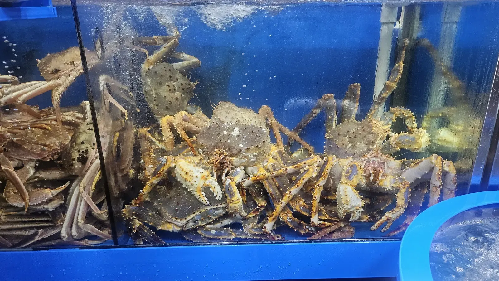 A tank of live king crab at a Seoul fish market